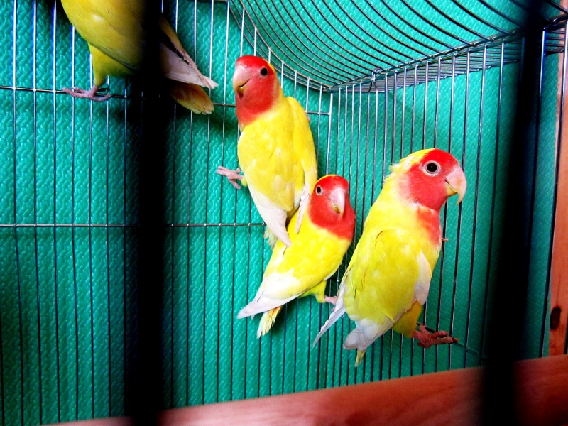 Продам: попугаи - неразлучники