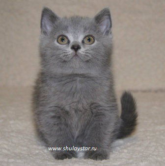Продам: Британские котята из питомника от Чемпио