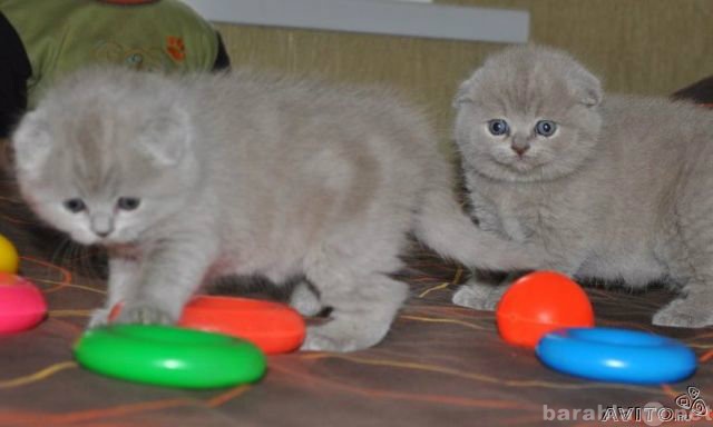 Продам: шотландские плюшевые котята