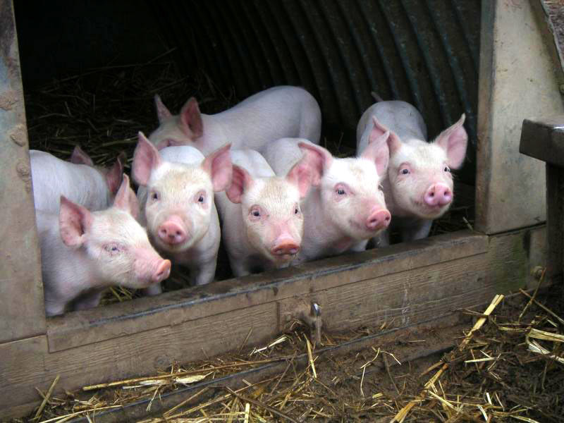 Продам: свиноматки,свиньи,свинина