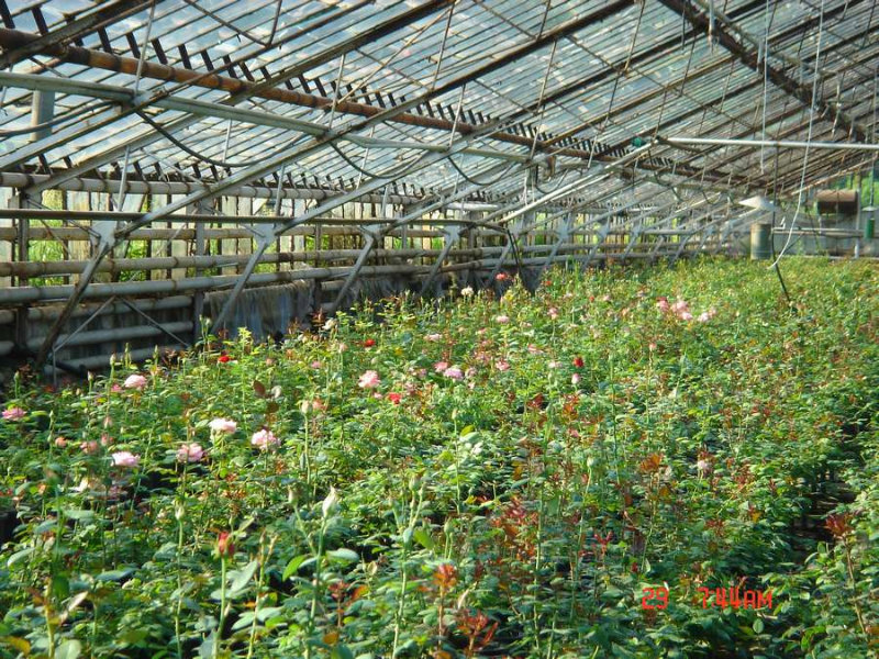 Продам: Контейнерное выращивание роз и томатов.