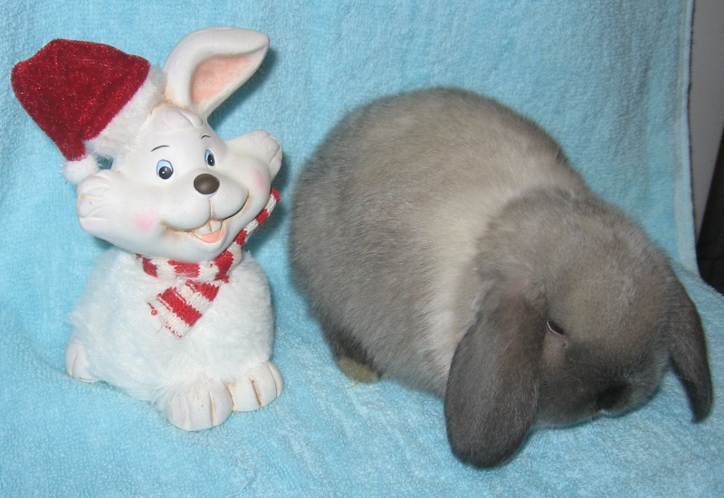 Продам: Вислоухие супер карликовые крольчата