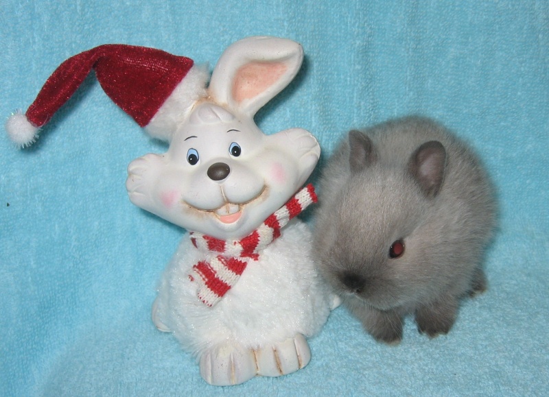 Продам: Цветные карликовые мини крольчата