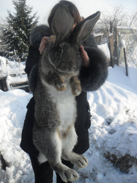 Продам: кролики-гиганты