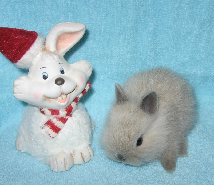 Продам: Карликовые цветные крольчата из питомни