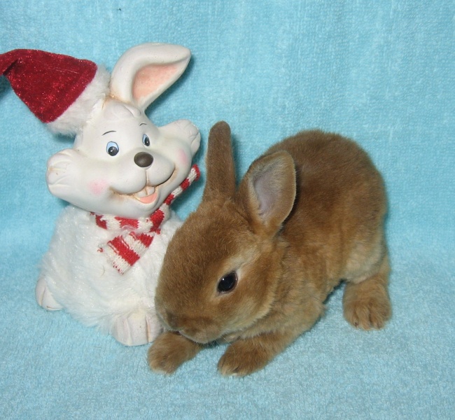 Продам: Карликовые крольчата-рексята из питомник