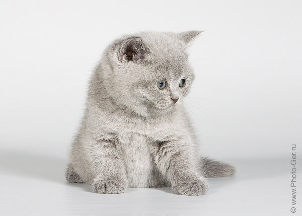 Продам: Шикарные британские котята на продажу