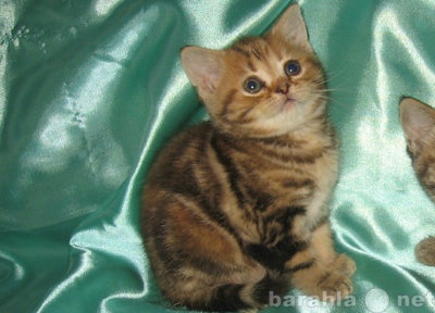 Продам: Чистокровные британские котята 6 окрасов
