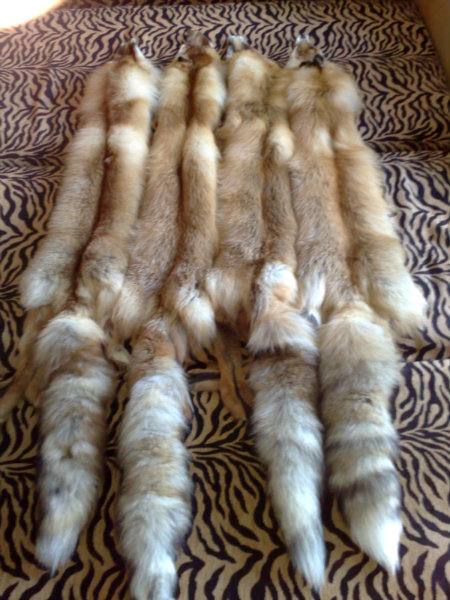 Продам: продам шкуру сибирской рыжей лисы.