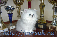 Продам: Персидские котята серебристая шиншилла