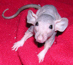 Куплю: куплю голую крысу Дамбо Сфинкс