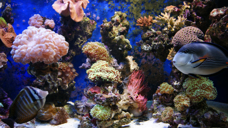 Продам: морской аквариум, кусочек рифа дома