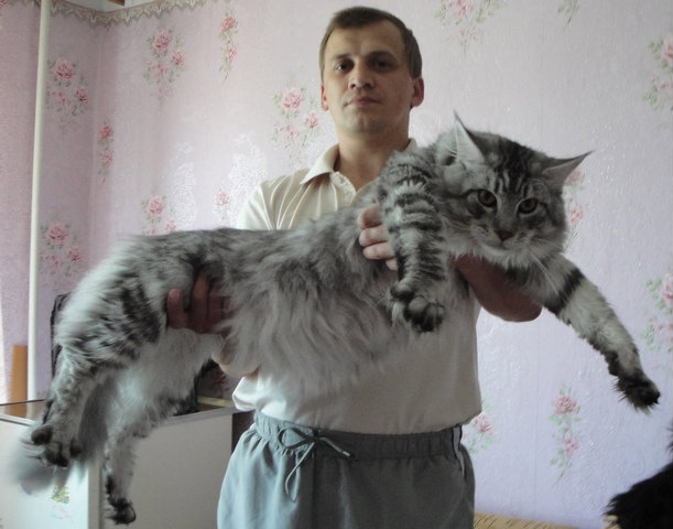 Продам: Котята Мейн Кун-нежные гиганты!!!