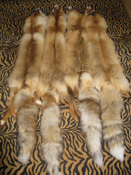 Продам: продам шкуры рыжей лисы.