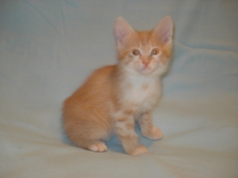 Продам: котенок курильского бобтейла - рыжий