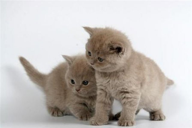Продам: британских лиловых котят