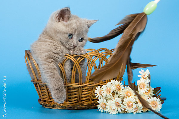 Продам: Продаю британского кота лилового окраса