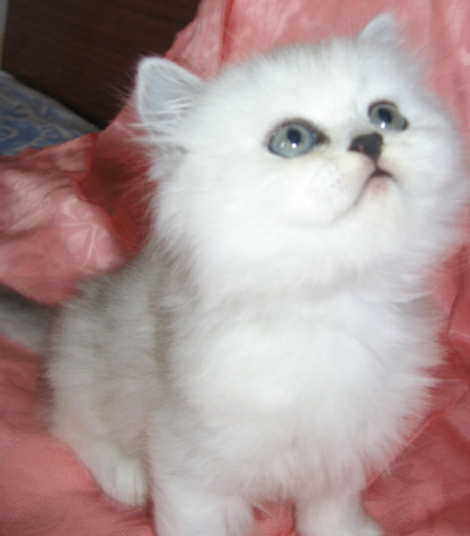 Продам: Котята персидской шиншиллы