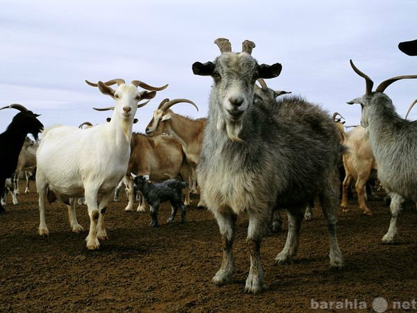 Продам: молодые  козы  и  козлята