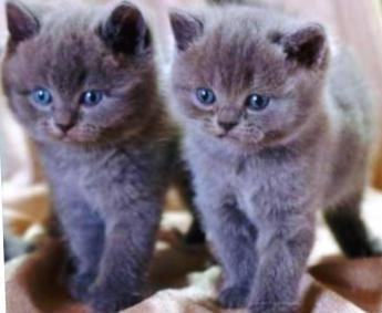 Продам: британские голубые котята