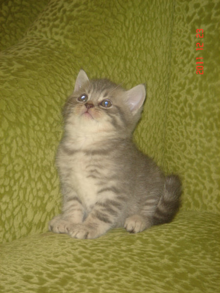 Продам: котята породышотландские короткошерстные