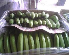 Продам: Предлагаем  бананы  из Эквадора