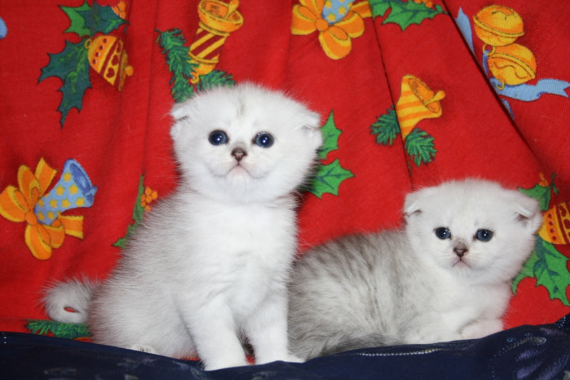 Продам: Элитные котята серебристой шиншиллы