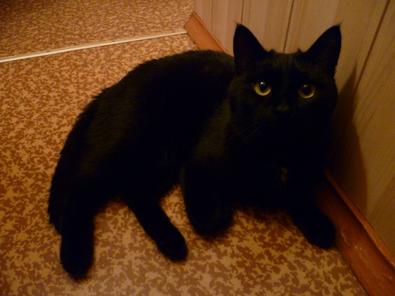 Отдам даром: Двух черных кошечек и котика