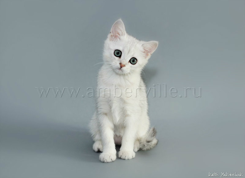 Продам: Британский котенок  серебристая шиншилла