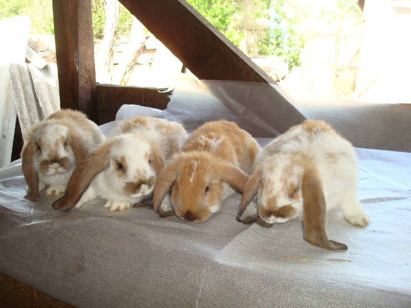 Продам: кролики бельгийцы, бараны и другие велик