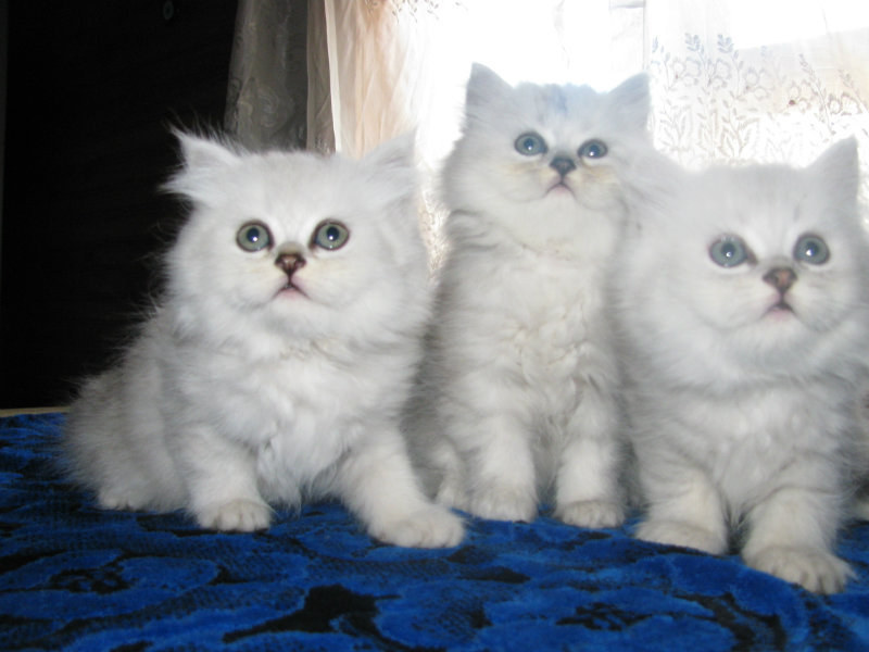 Продам: котята персидской шиншиллы