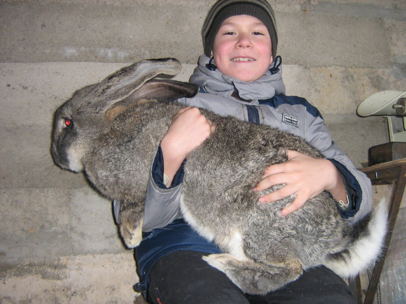 Продам: Кролики гиганты (ризен, фландр)