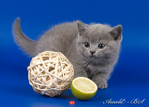 Продам: Британский котенок голубого окраса.