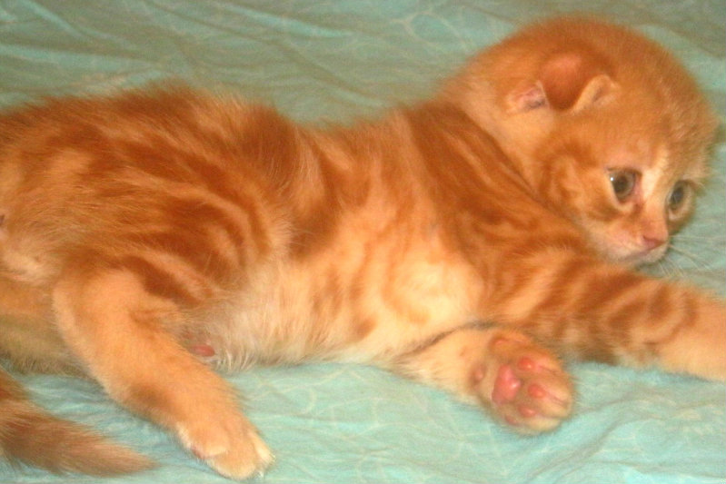 Продам: Красный шотландский котенок