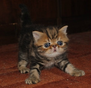 Продам: Экзотический котик окраса мраморный брау