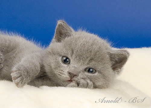 Продам: Голубые британские котята.