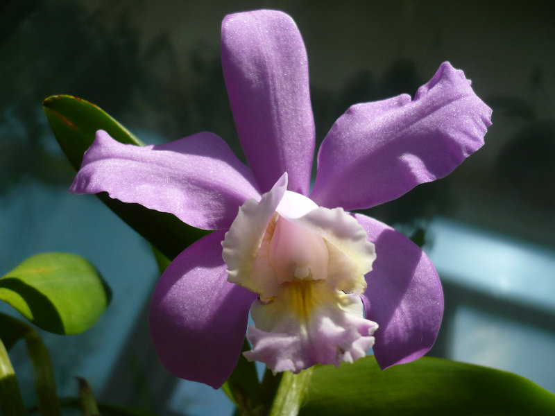 Продам: Элитные орхидеи