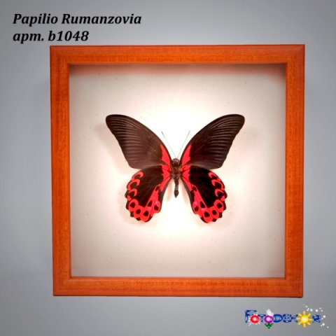 Продам: сувенир Бабочка Papilio Rumanzov в рамке