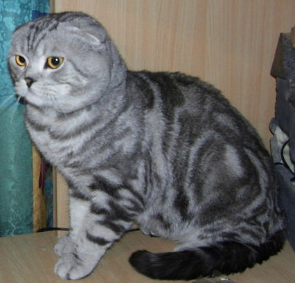 Продам: Вязка шотландский вислоухий кот