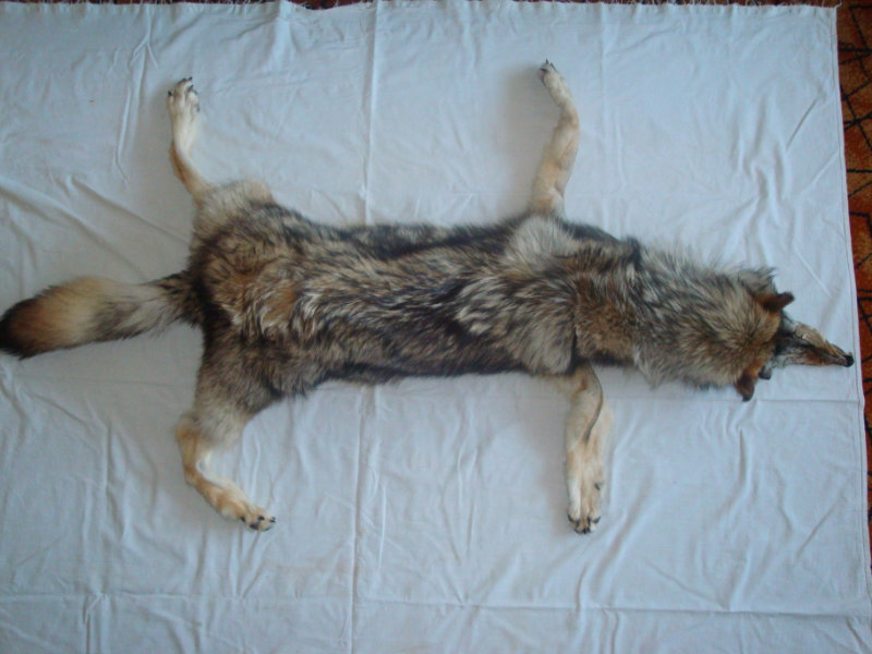 Продам: Шкура норвежского горного волка