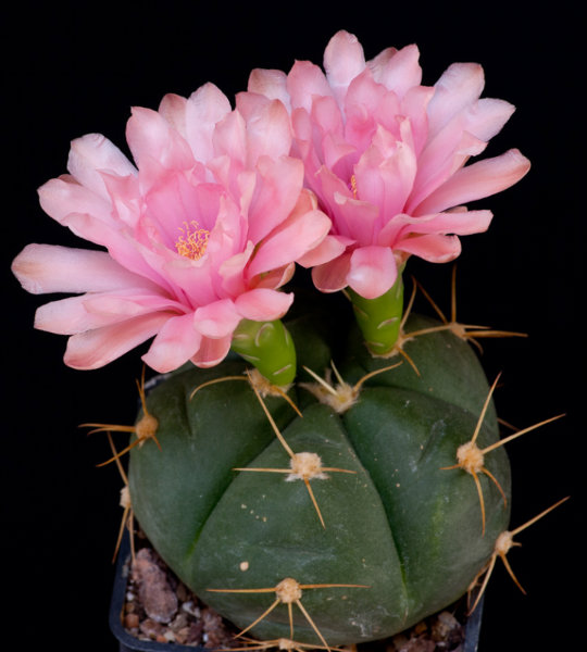 Продам: Gymnocalycium horstii/ГимнокалициумХорст