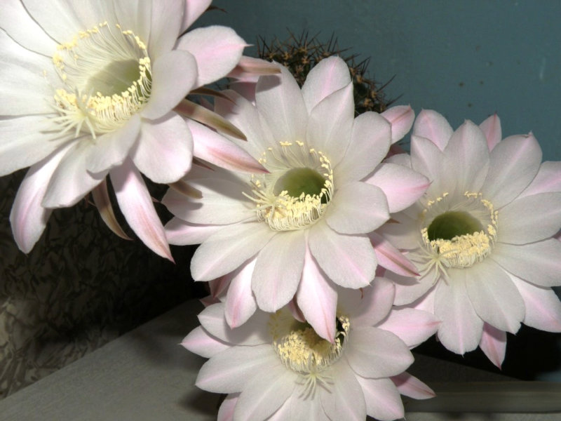 Продам: Кактусы Эхинопсис (Echinopsis)