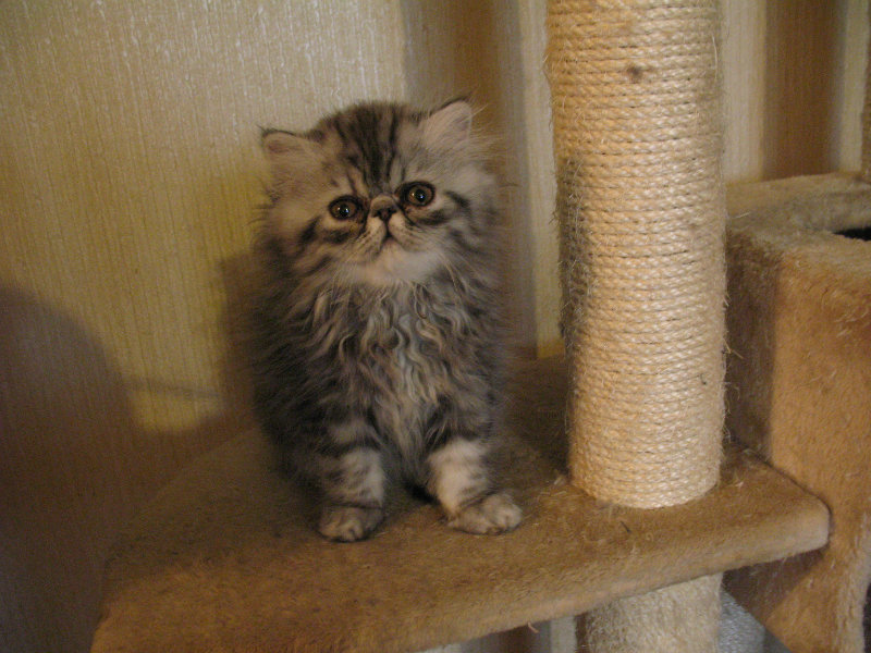 Продам: Очаровательные персидские котята