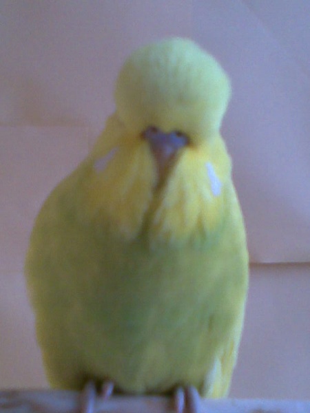 Продам: Продаются выставочные волнистые попугаи