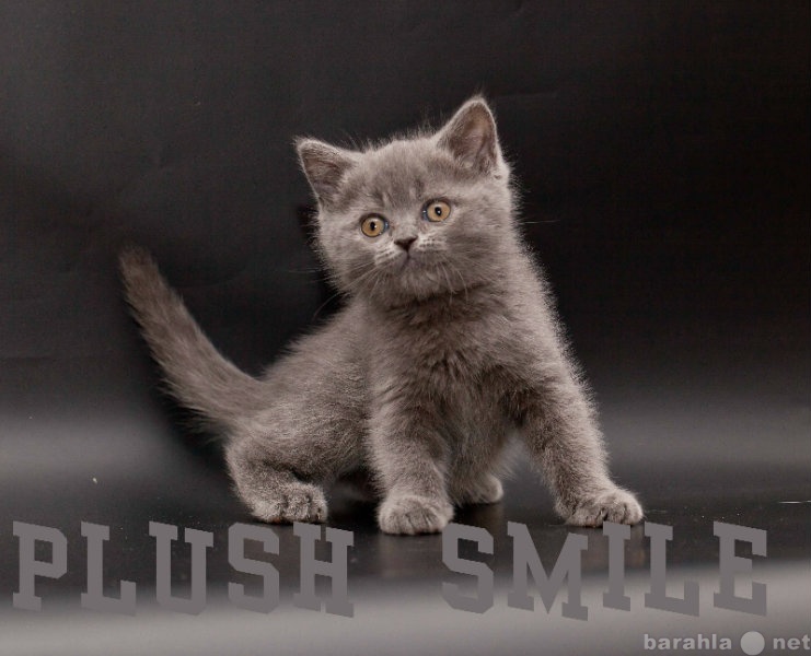 Продам: Британские котята