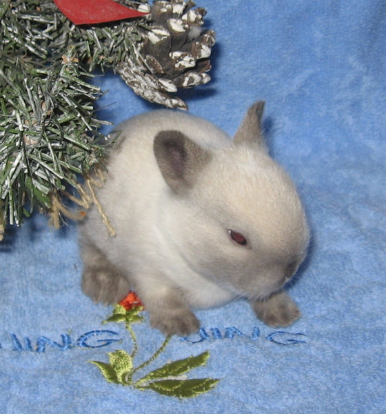 Продам: Цветные карликовые крольчата из питомник