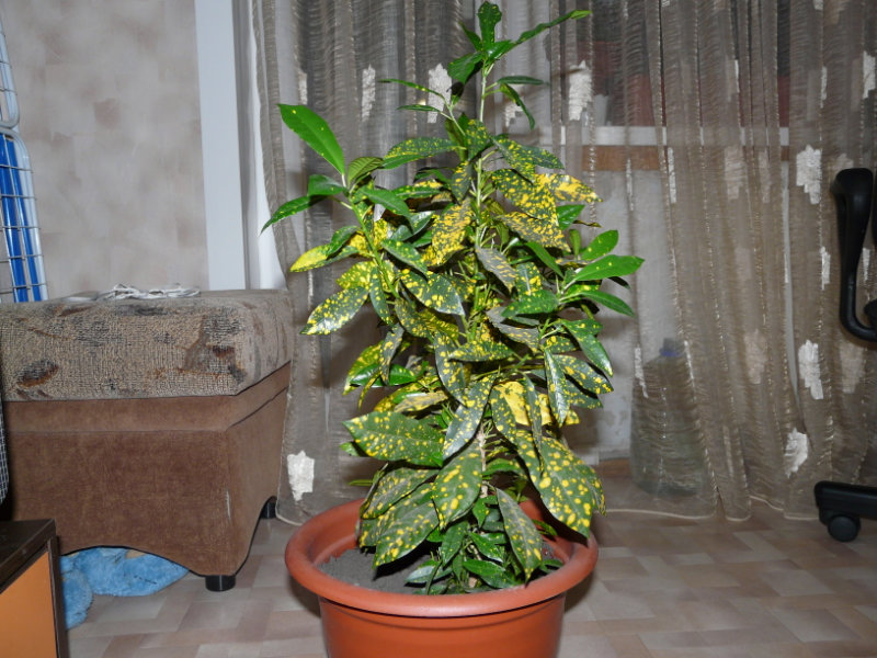 Продам: комнатное растение Аукуба