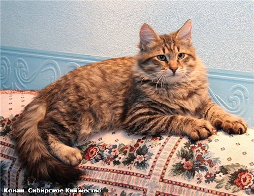 Продам: Настоящие сибирские котята из питомника