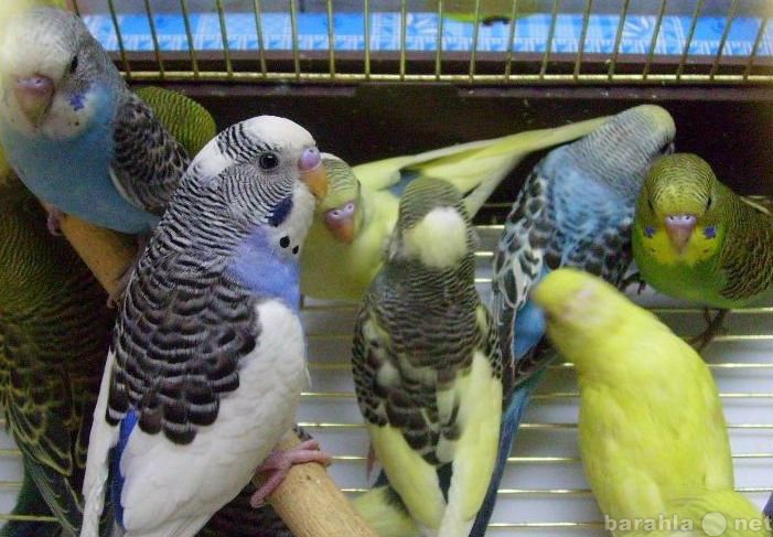 Продам: волнистые попугайчики