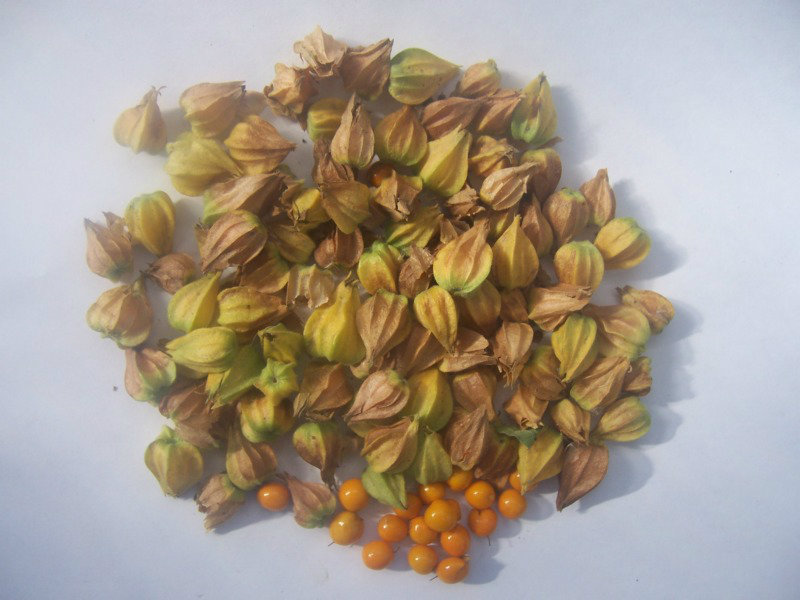 Продам: Ашваганда - семена